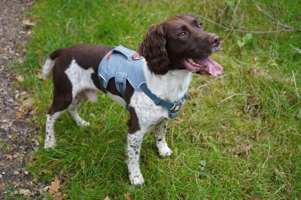 Canine detection helping protect clean water supplies
