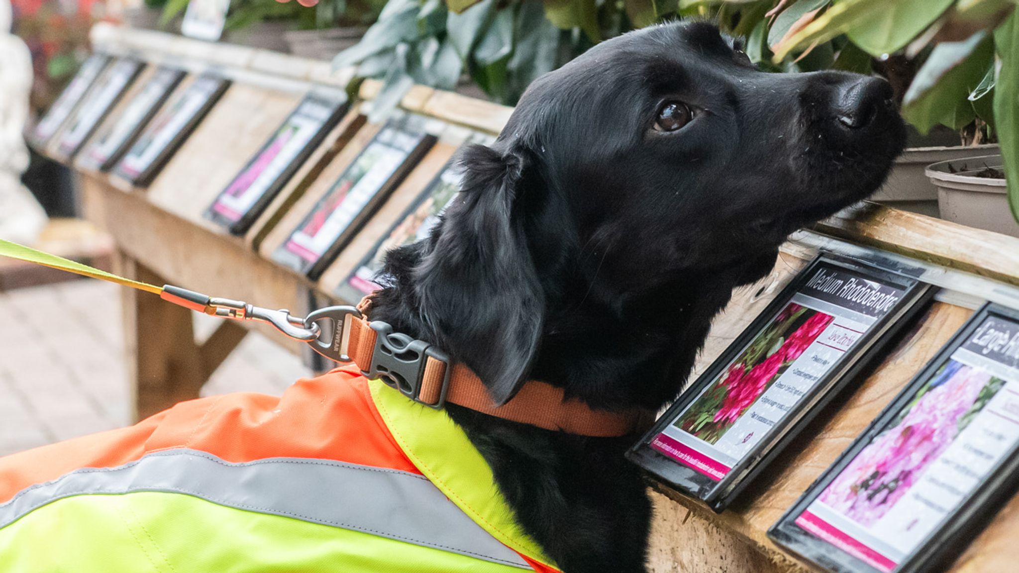 Why detection dogs are changing non-invasive inspection