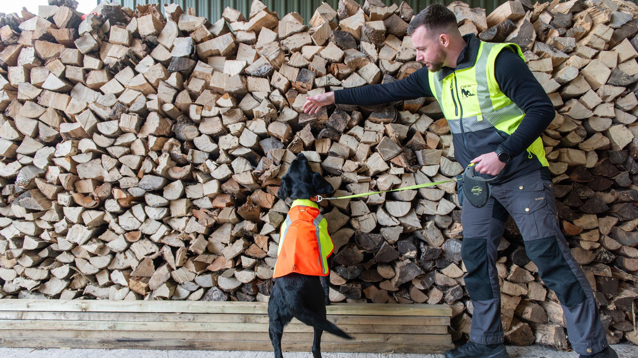 Detection dogs identify tree disease in the UK
