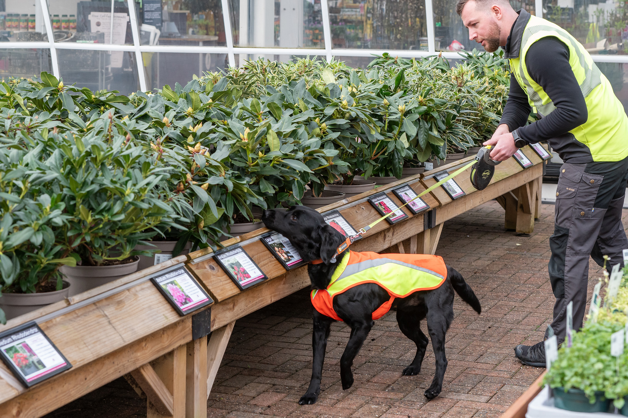 Cape SPC sniffer dog at Bents Garden Centre