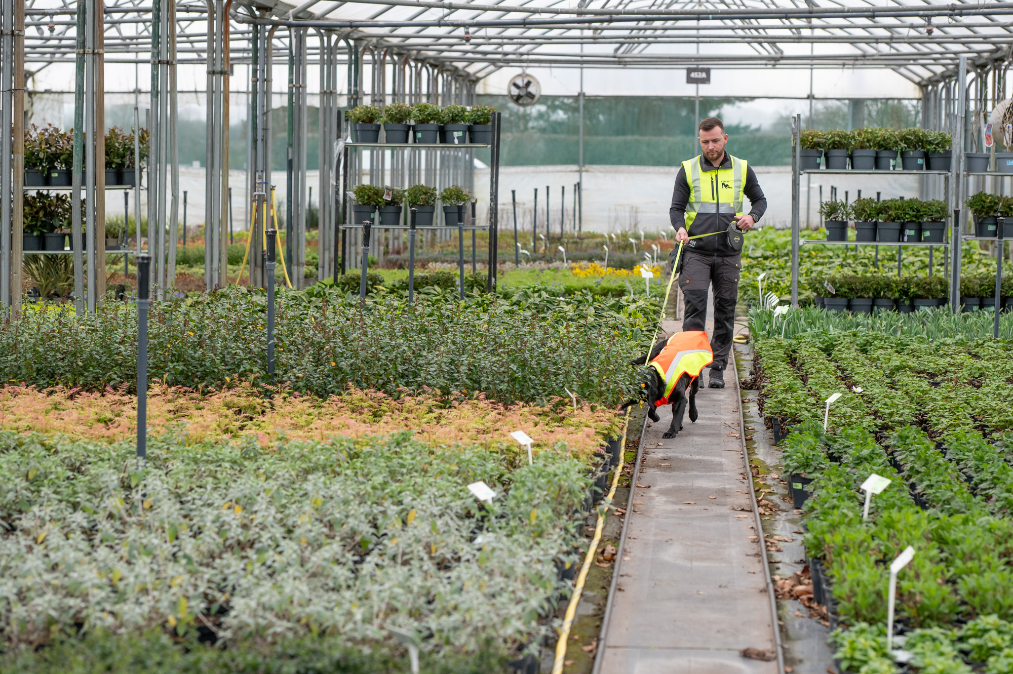 Cape SPC sniffer dog at Bents Garden Centre