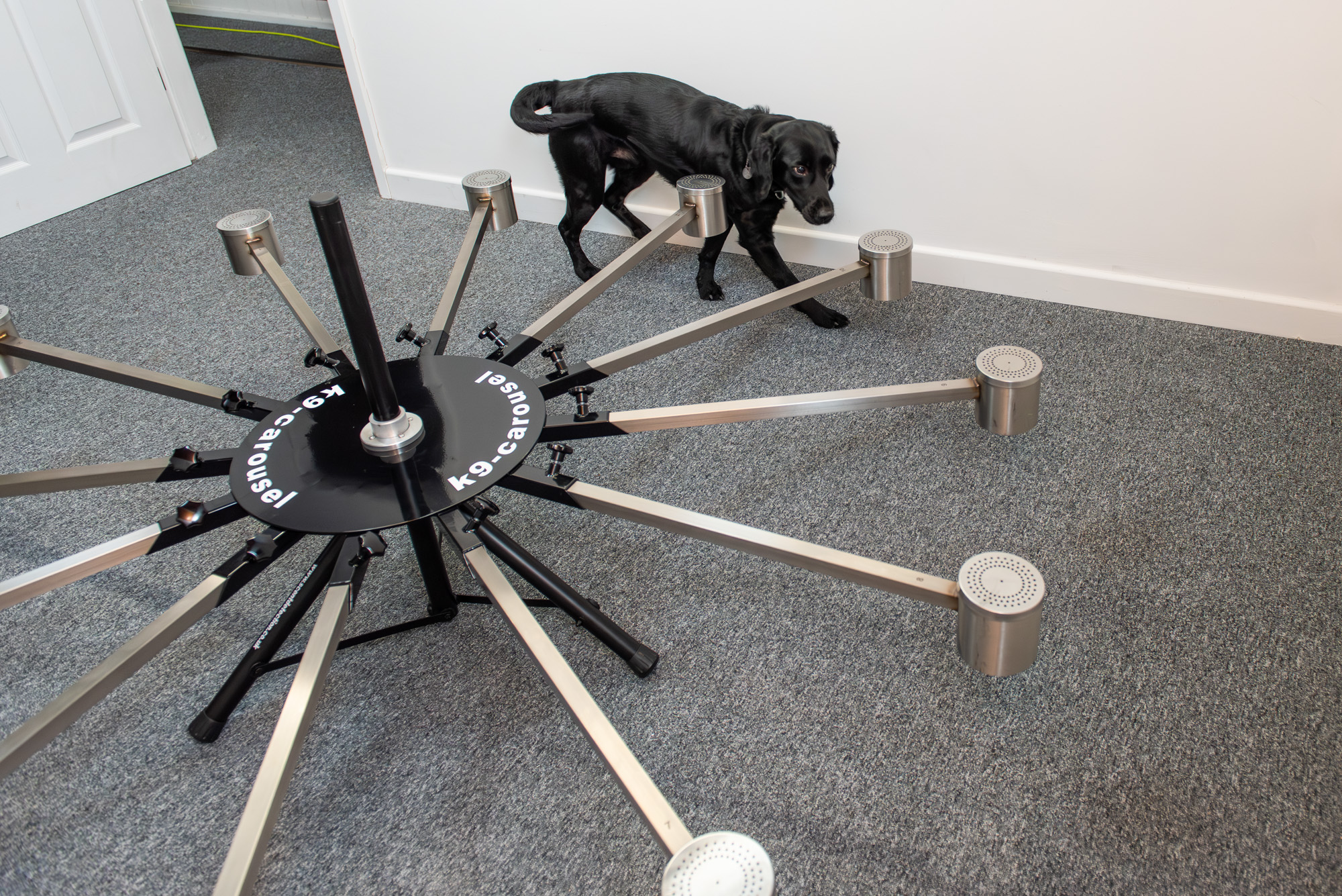 Cape SPC sniffer dog