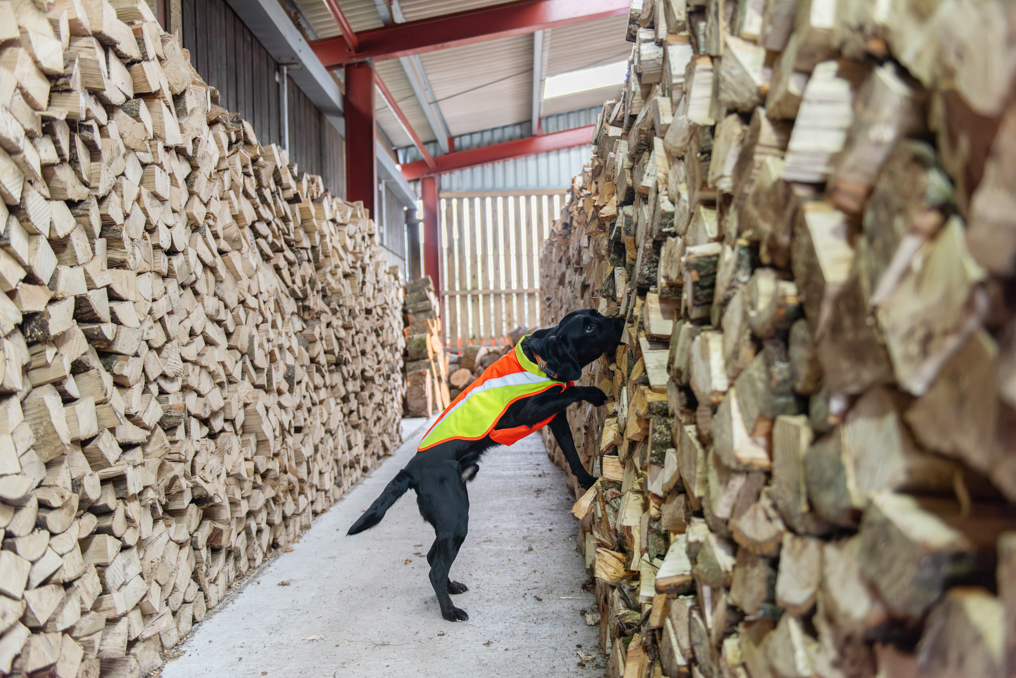 Cape SPC sniffer dog