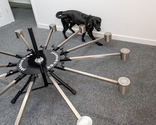 Cape SPC sniffer dog