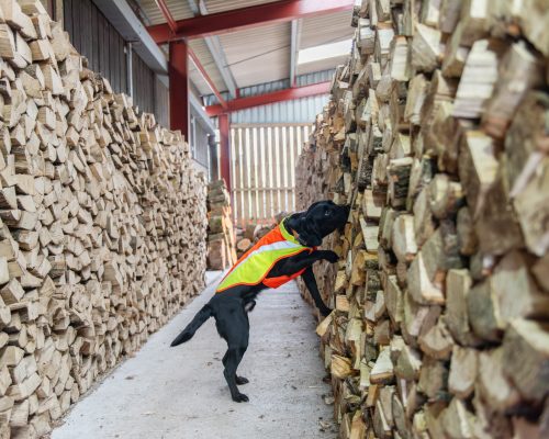 Cape SPC sniffer dog